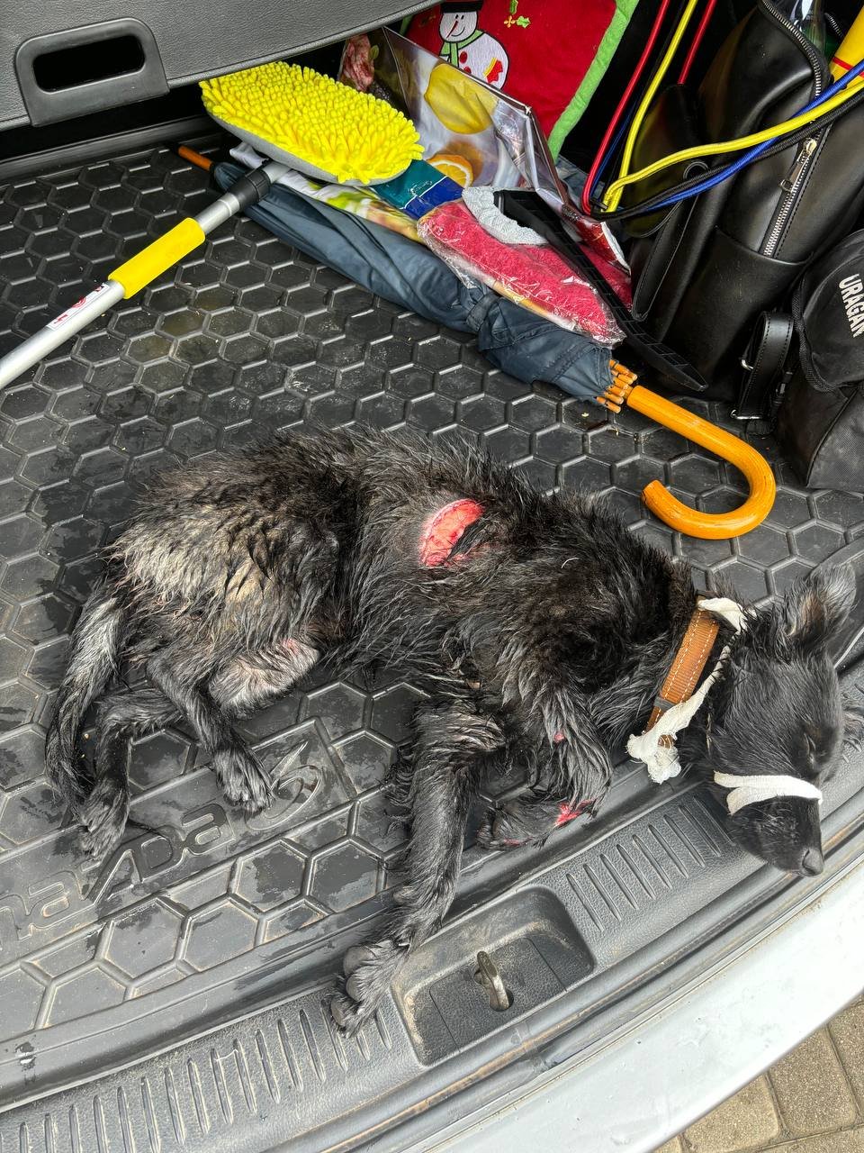 04301c25-aa9e-451e-903b-df318cb910f5