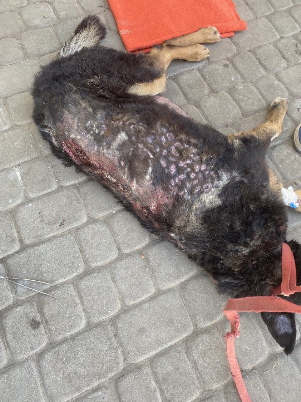 55baf397-284f-43a2-beae-312eaffa8923