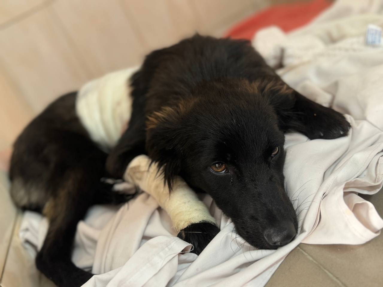 a6d87560-a824-43ee-83e5-cea1c5afd900